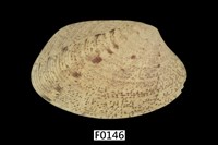 藏品(蝴蝶簾蛤)的圖片